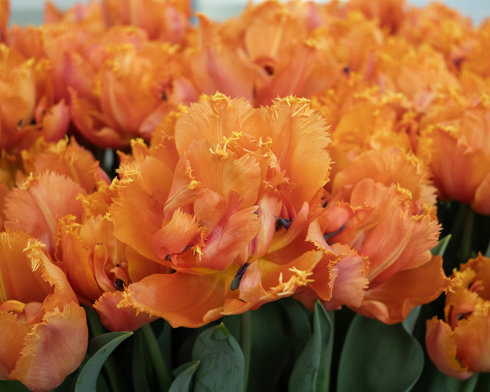 Tulip 'Orange Passion'