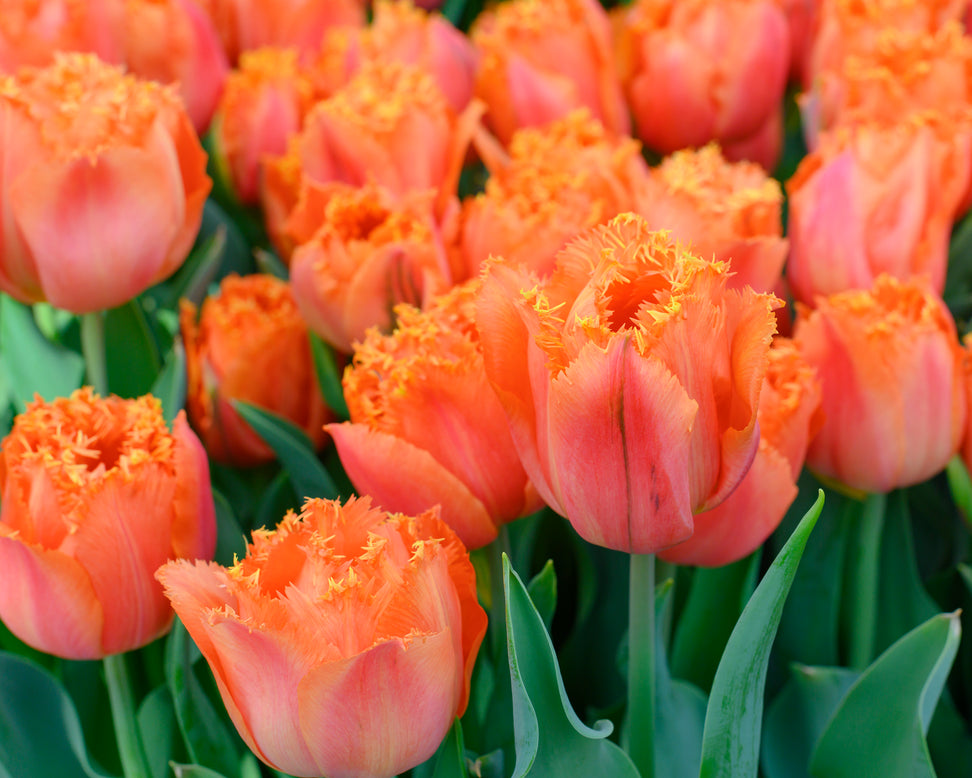 Tulip 'Orange Passion'