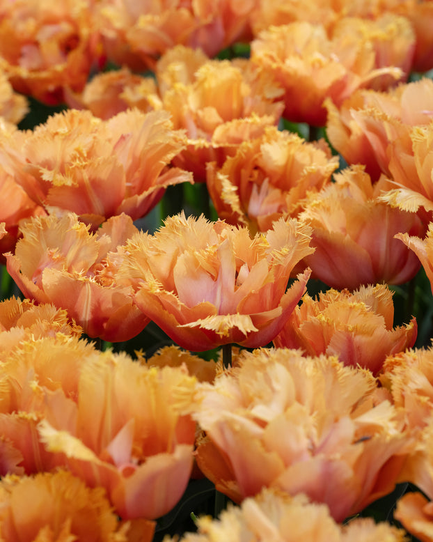 Tulip 'Orange Passion'