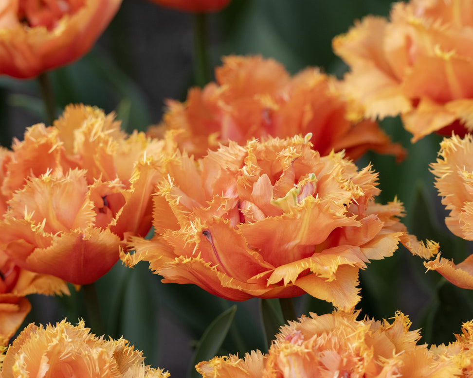 Tulip 'Orange Passion'