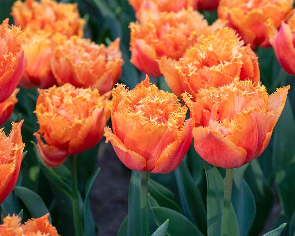 Tulip 'Orange Passion'
