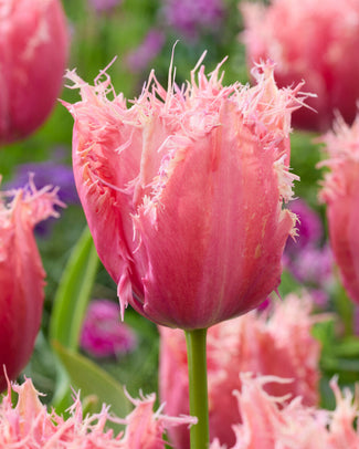 Tulip 'Apeldoorn Palace'