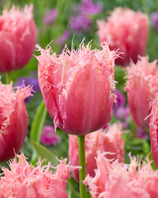 Tulip 'Apeldoorn Palace'