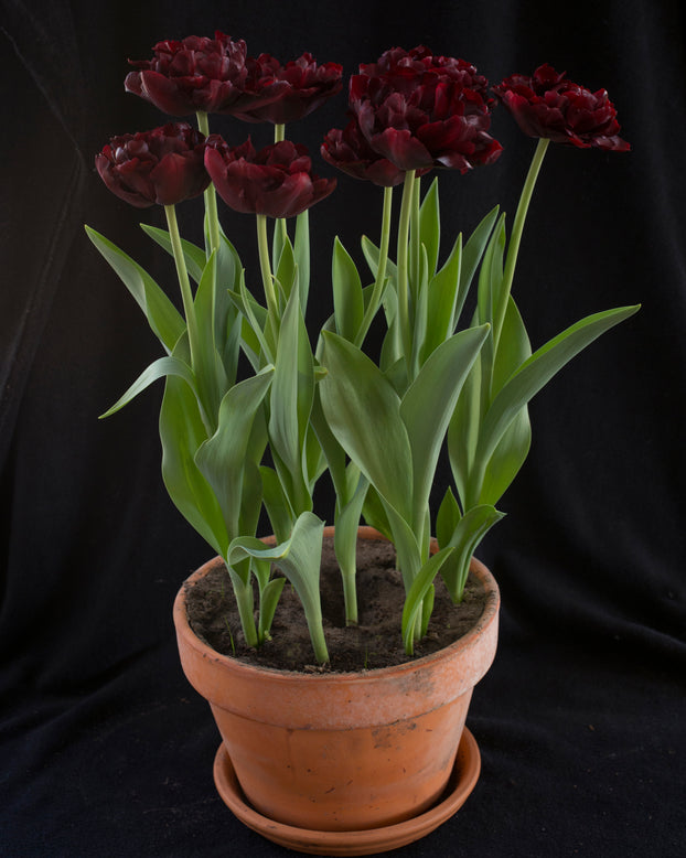 Tulip 'Palmyra'