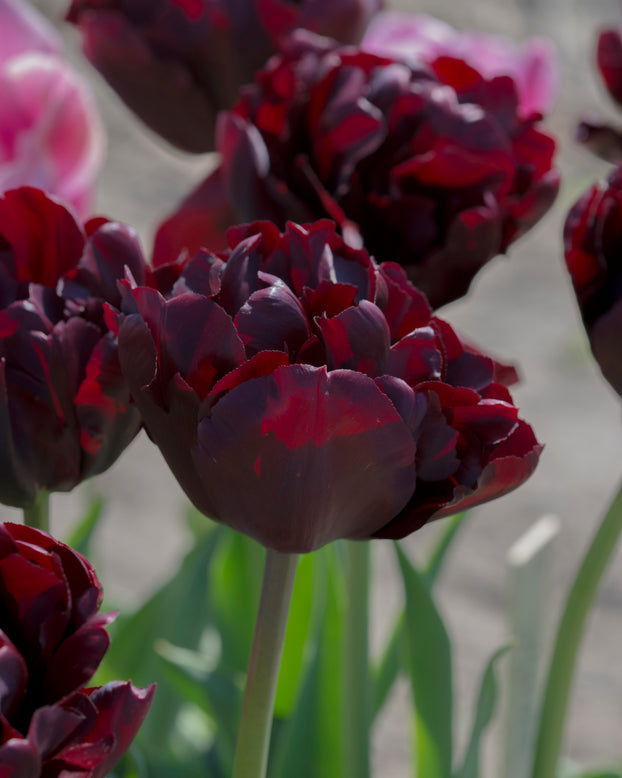 Tulip 'Palmyra'