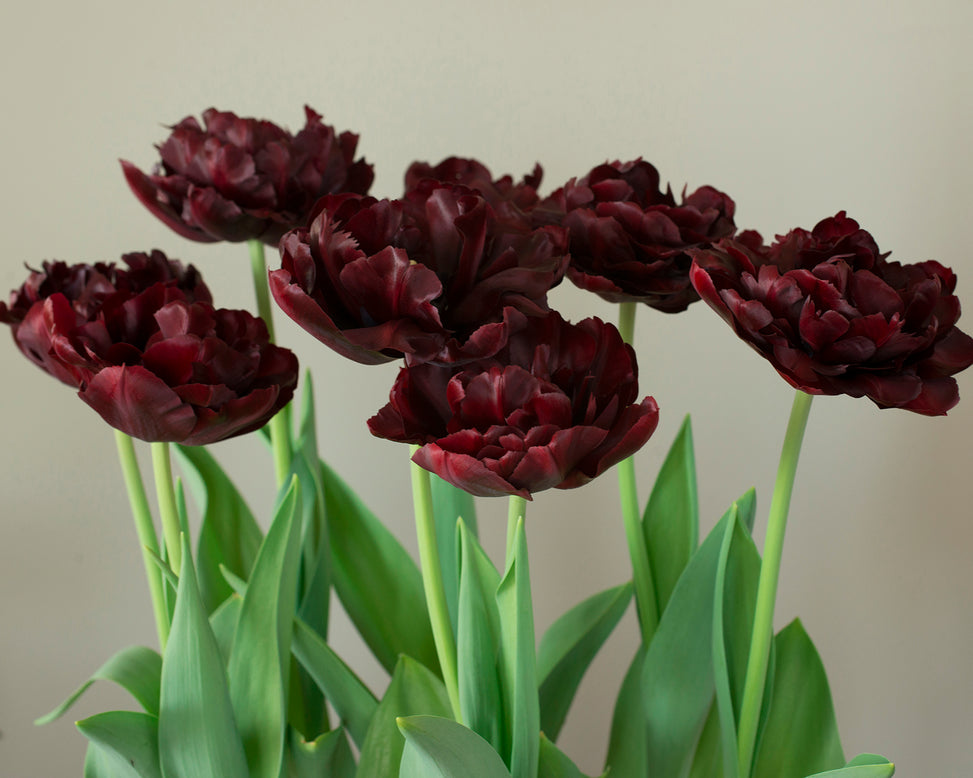Tulip 'Palmyra'