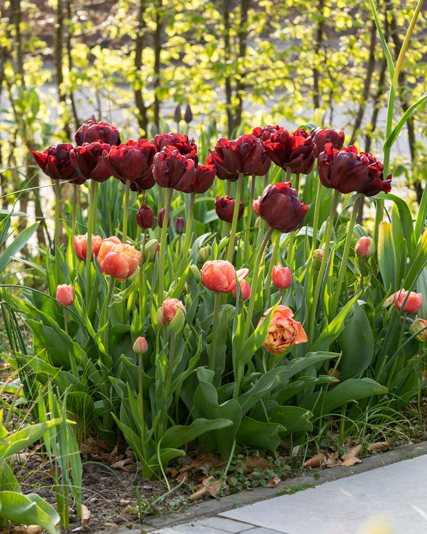 Tulip 'Palmyra'