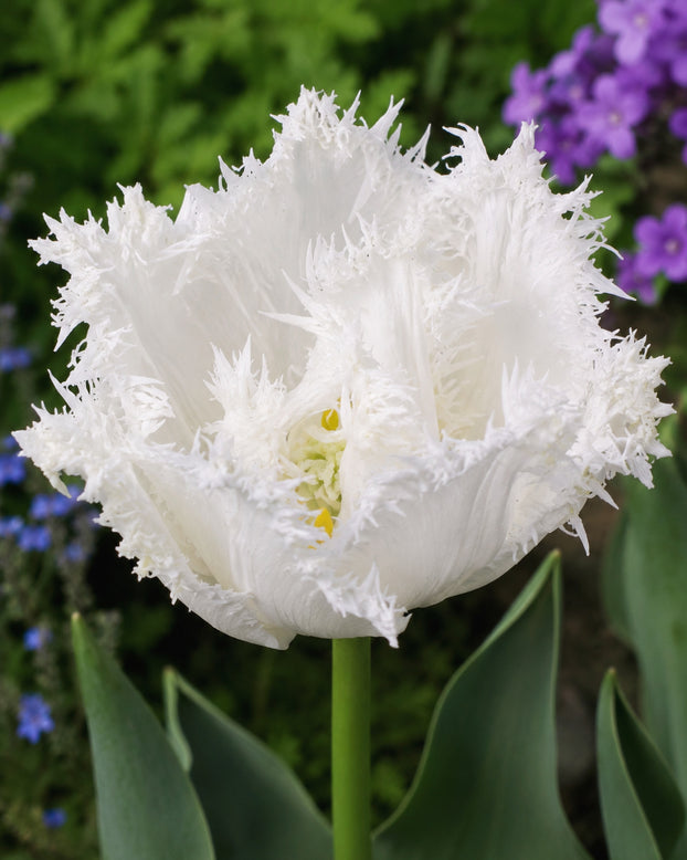  Tulip 'Peppermint' 