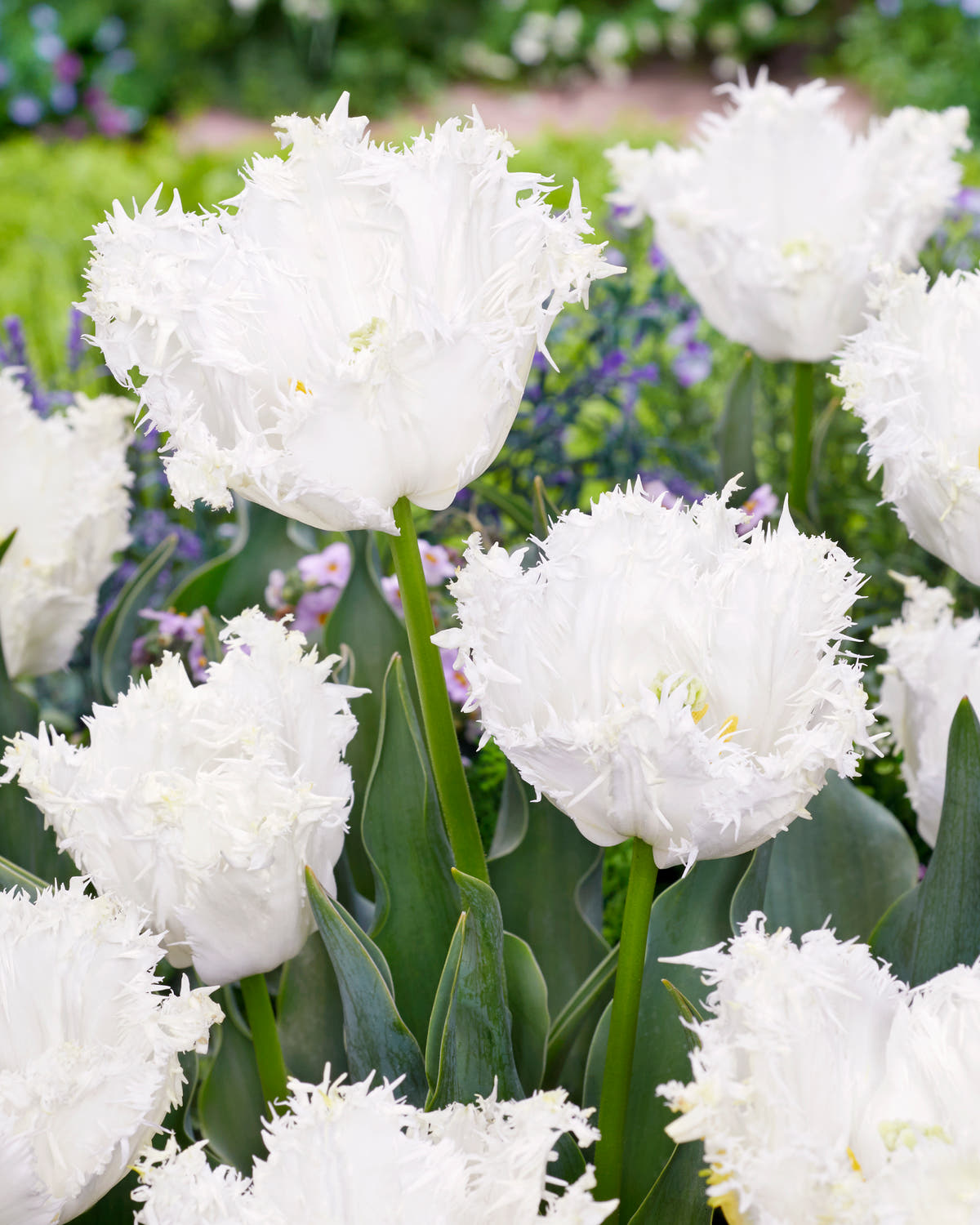 Tulip 'Peppermint'