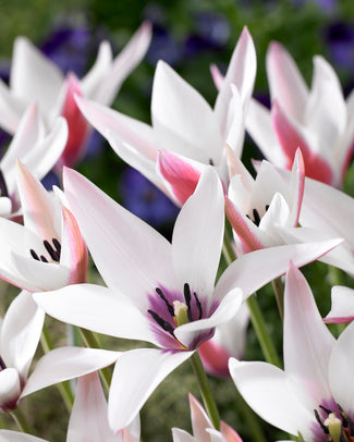 Tulip 'Peppermint Stick'