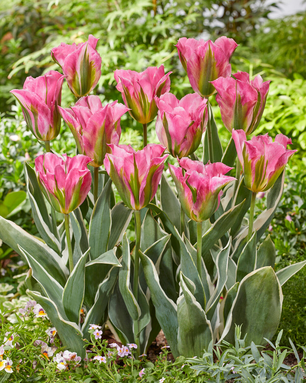 Spring Bulb Artist Tulip 'Pink Artist' bulbs | Buy online at Farmer Gracy UK