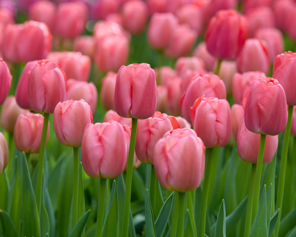 Tulip 'Pink Pride'