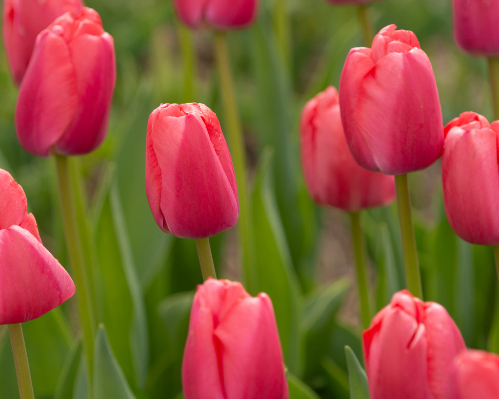 Tulip 'Pink Pride'