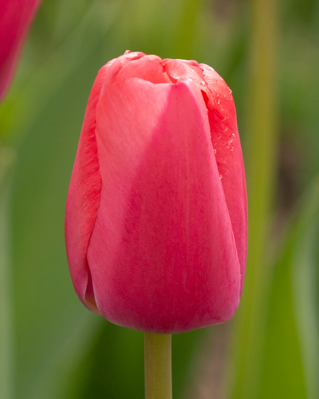 Tulip 'Pink Pride'
