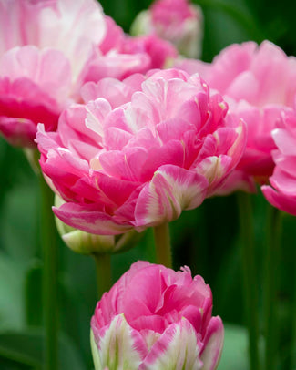Tulip 'Pink Size'