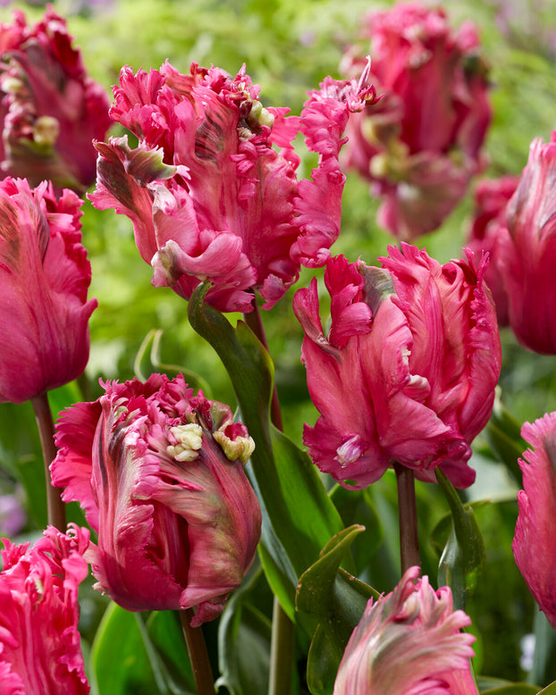 Tulip 'Power Parrot'