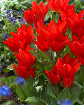 Tulip praestans 'Fusilier'