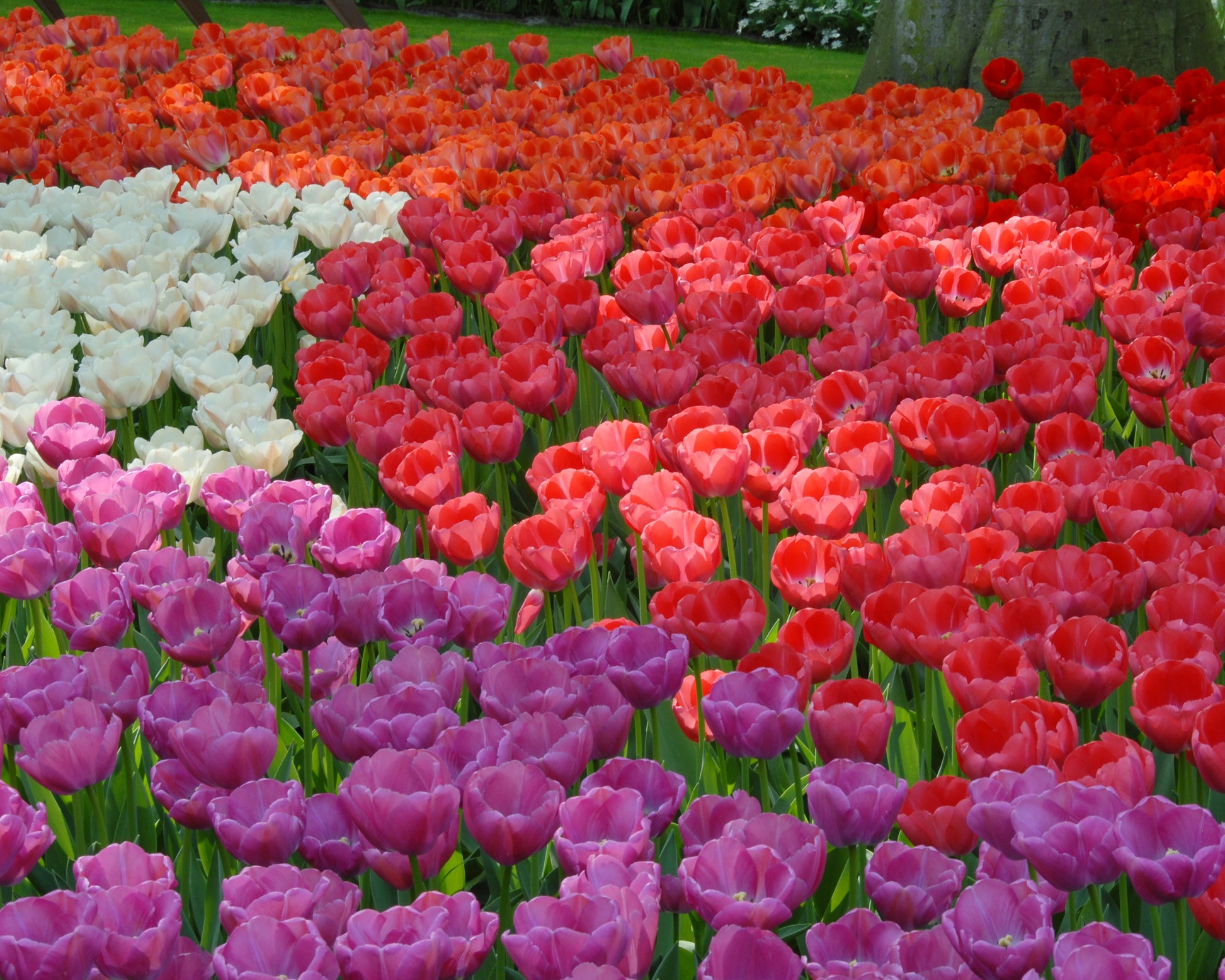 Tulip 'Purple Pride' bulbs | Buy mauve tulips online at Farmer Gracy UK