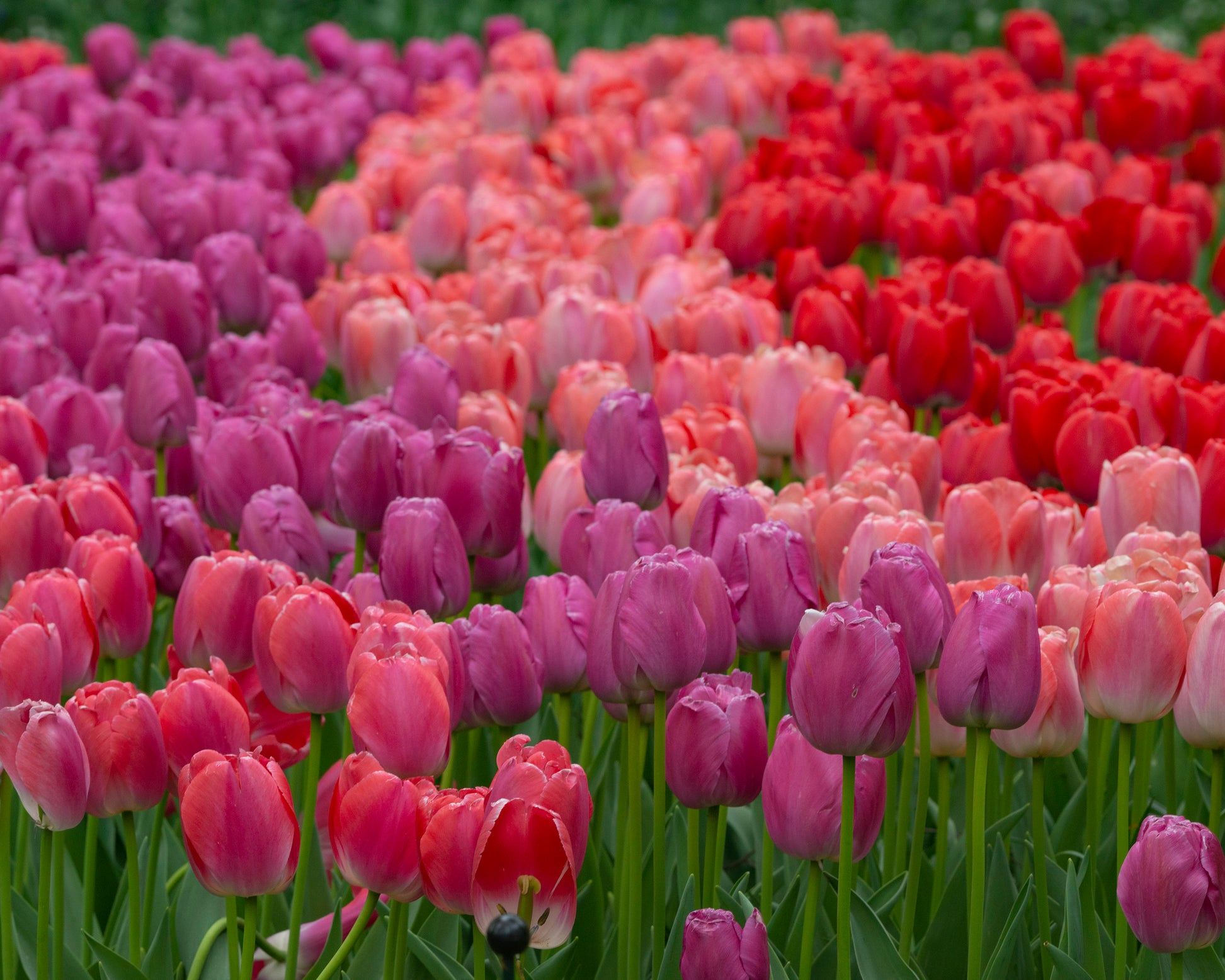 Tulip 'Purple Pride' bulbs | Buy mauve tulips online at Farmer Gracy UK