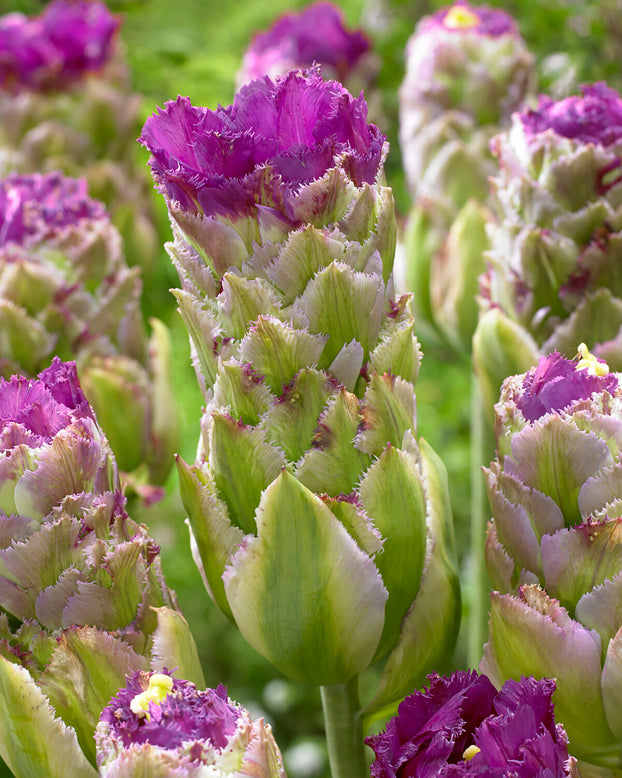 Tulip 'Purple Tower'