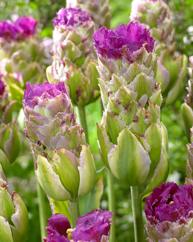 Tulip 'Purple Tower'