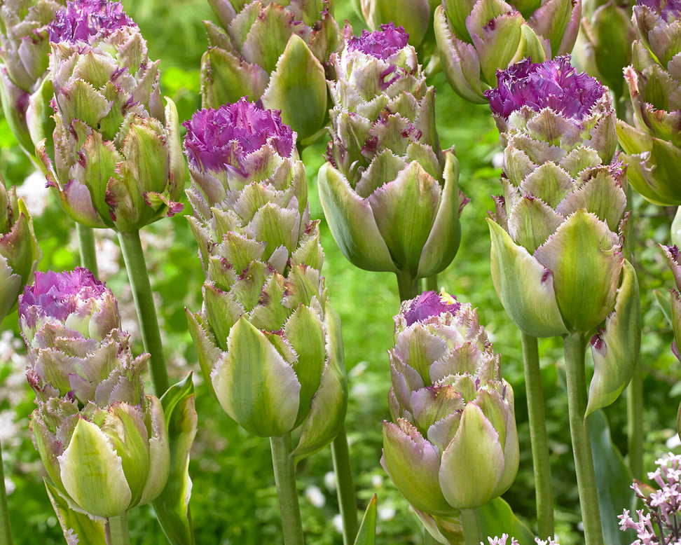 Tulip 'Purple Tower'
