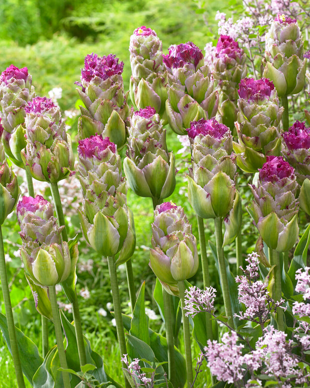 Tulip 'Purple Tower'
