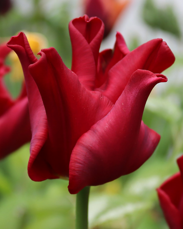  Tulip 'Red Dress' 