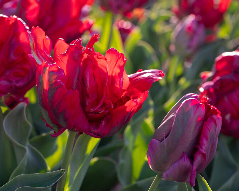 Tulip 'Red Madonna'