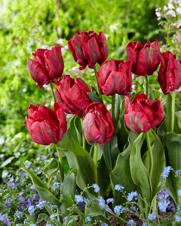 Tulip 'Red Madonna'