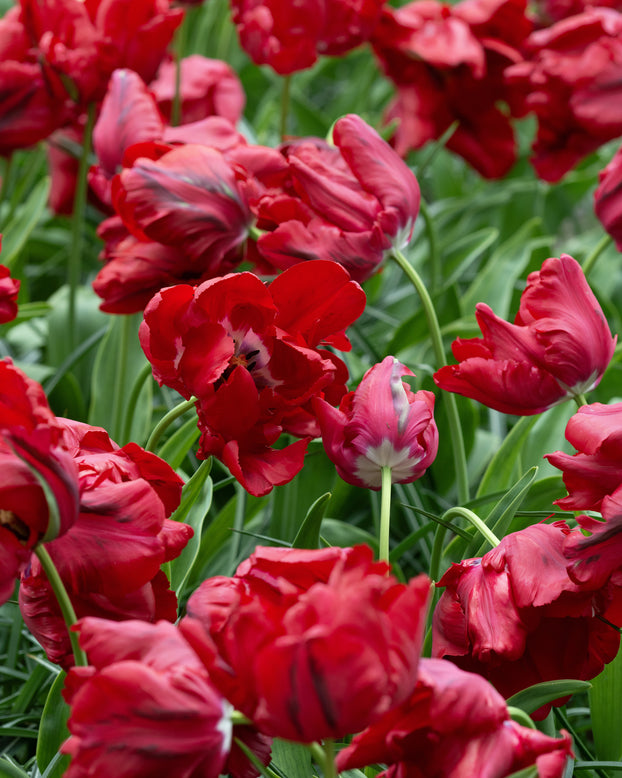 Tulip 'Red Madonna'