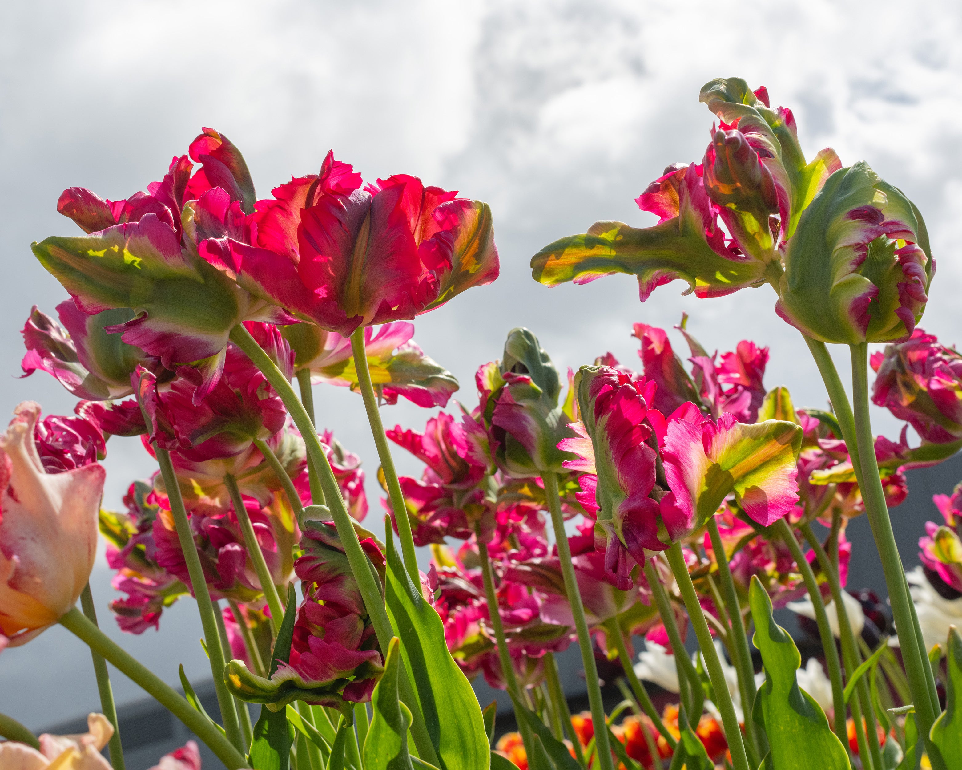 Red Spring Bulbs Tulip 'Red Wave' bulbs — Buy online at Farmer Gracy UK