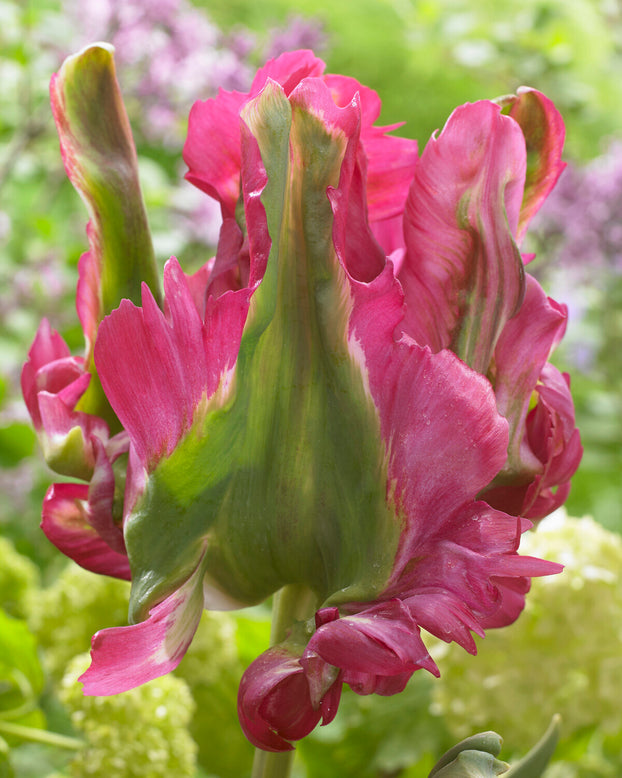 Tulip 'Red Wave'