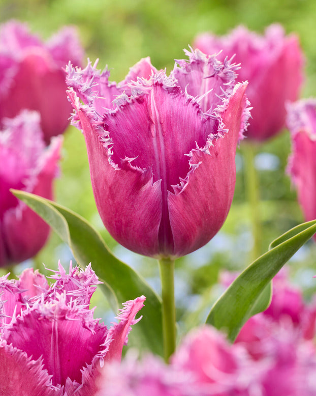 Tulip 'Reine de Lairesse'