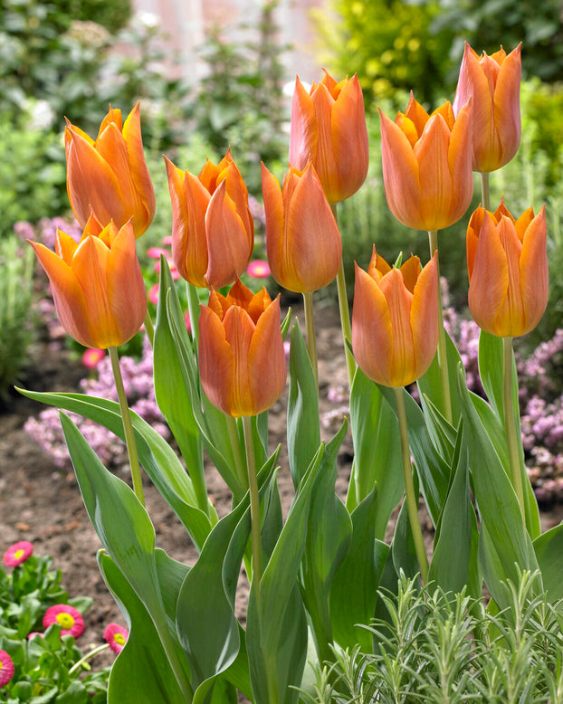 Tulip 'Request'