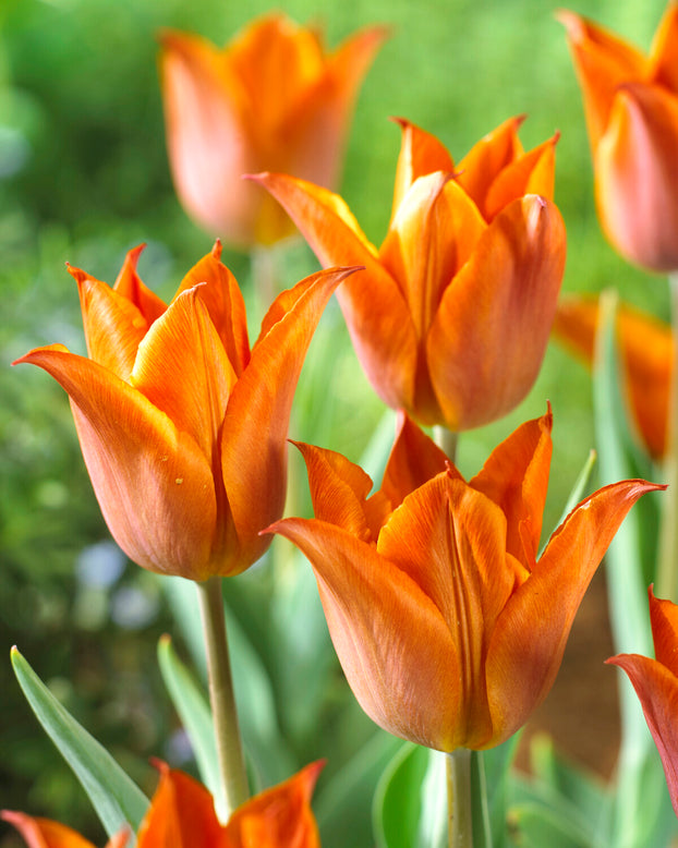 Tulip 'Request'