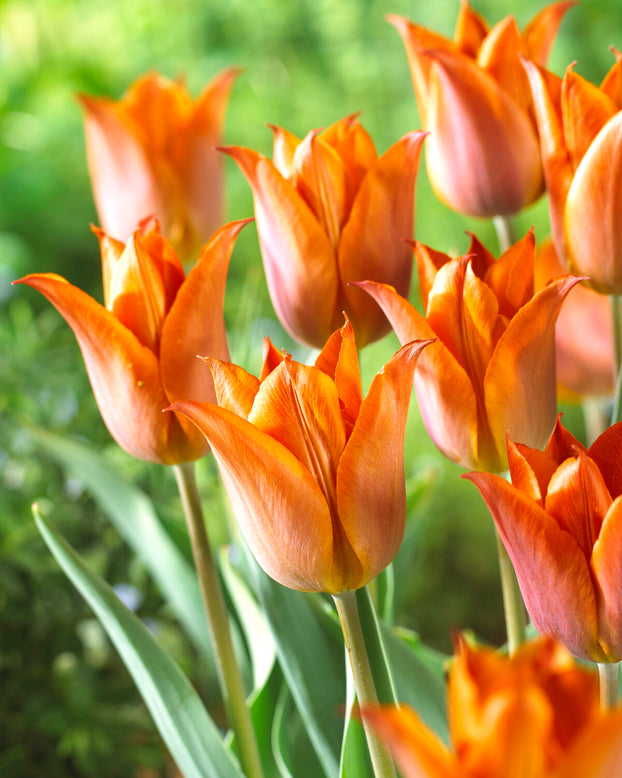 Tulip 'Request'