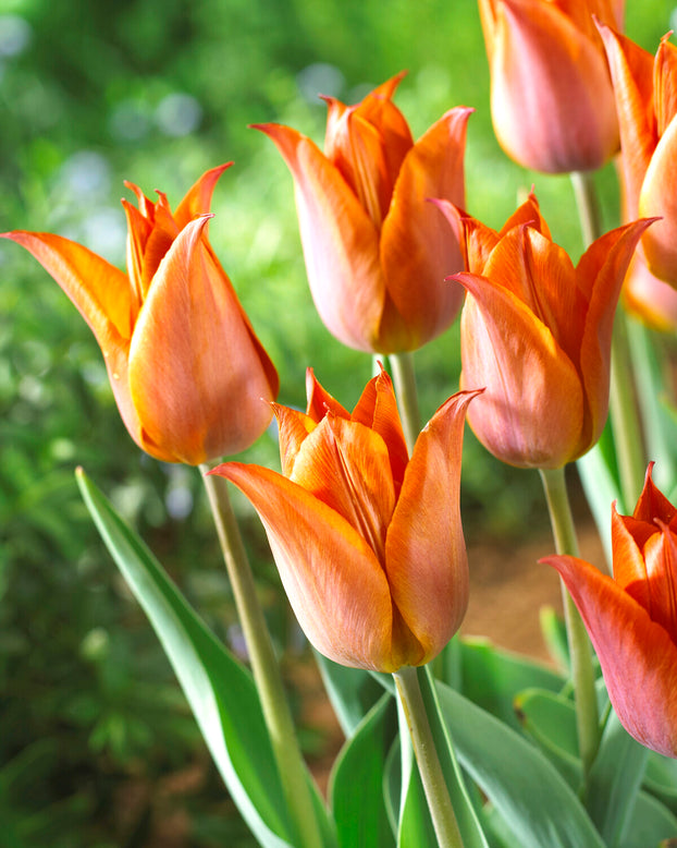 Tulip 'Request'