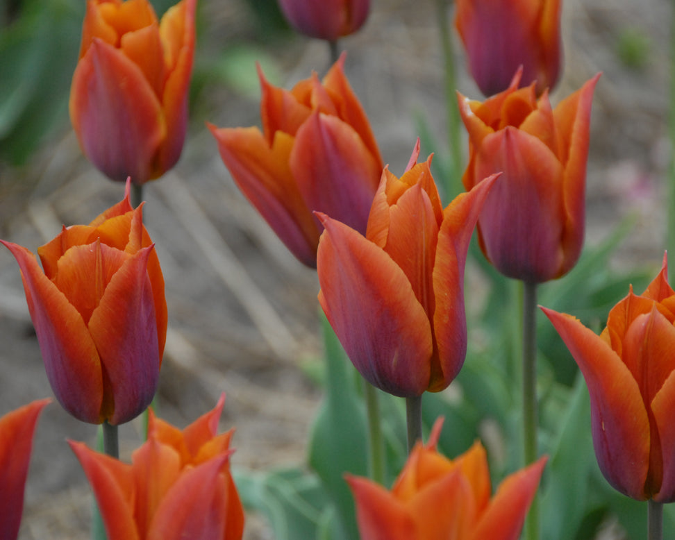 Tulip 'Request'