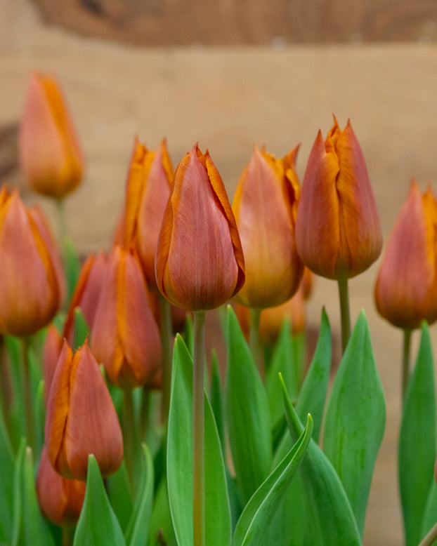 Tulip 'Request'