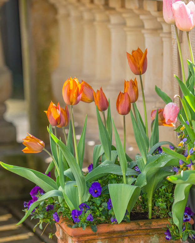 Tulip 'Request'
