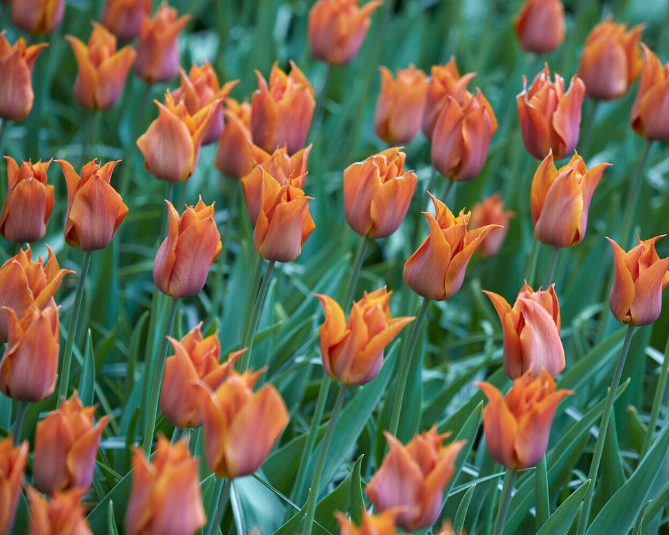 Tulip 'Request'