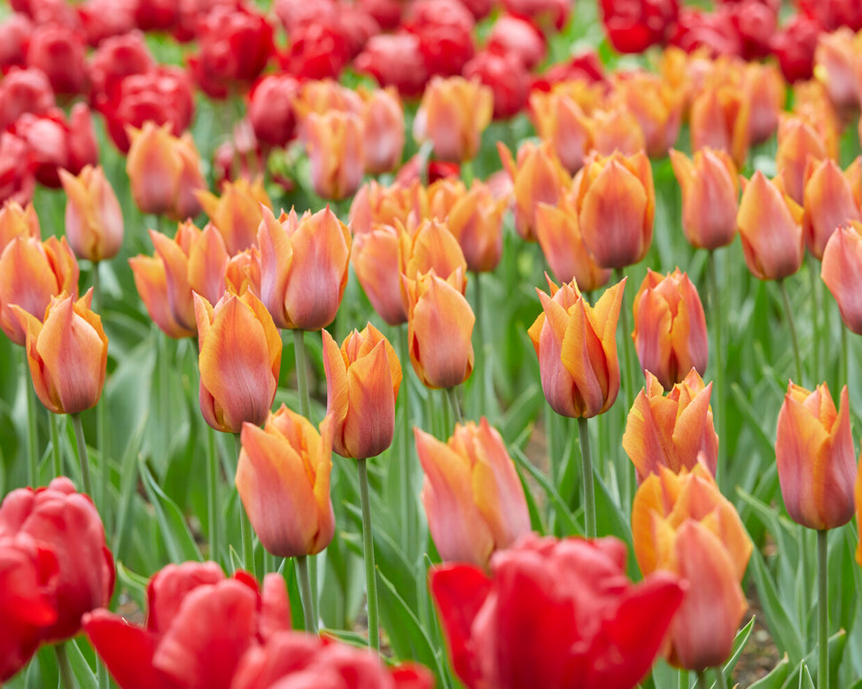 Tulip 'Request'