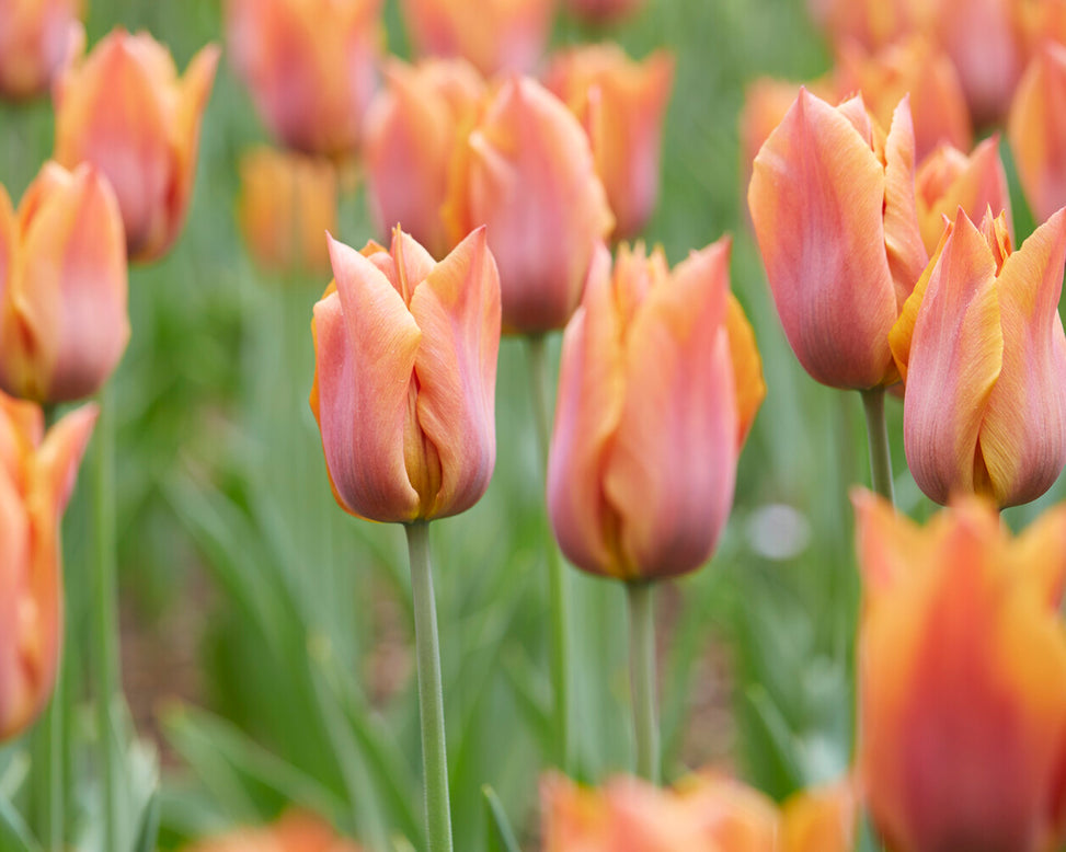 Tulip 'Request'