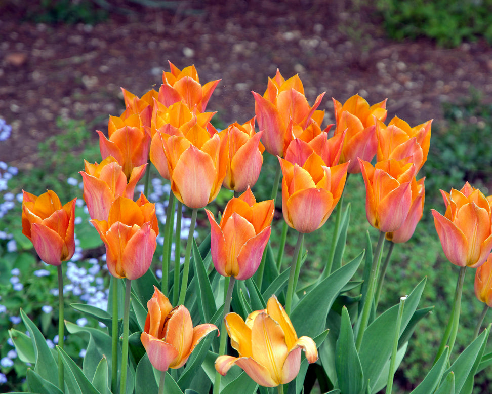 Tulip 'Request'