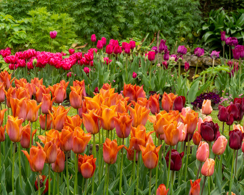 Tulip 'Request'