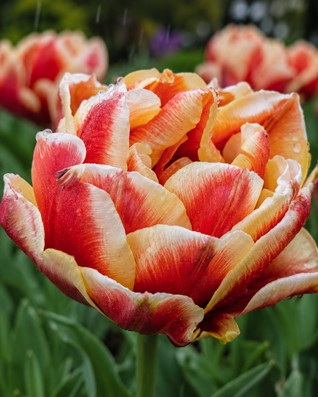 Tulip 'Rhubarb Ripple'