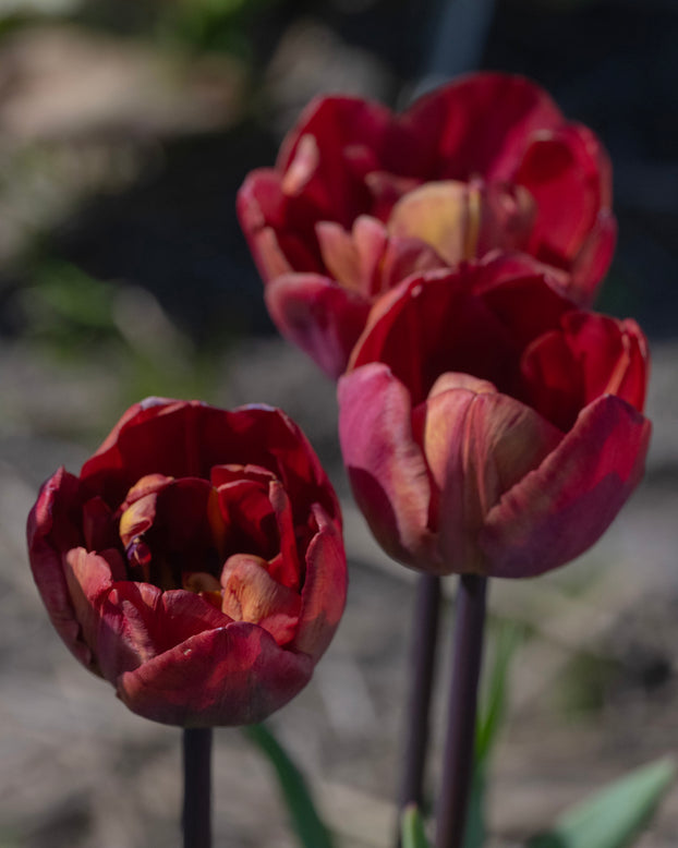 Tulip 'Ridgedale'