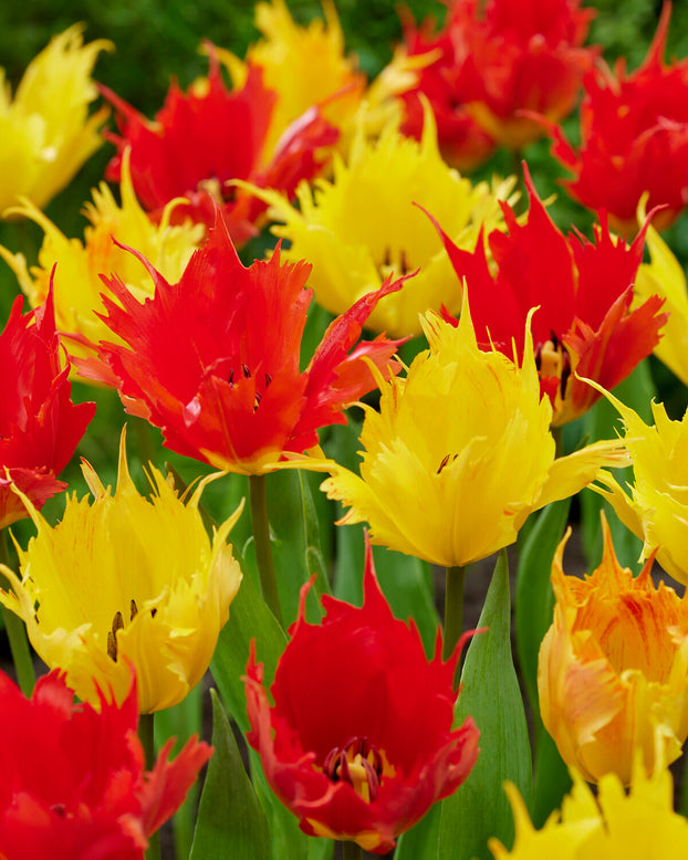 Tulip 'Robbedoes'
