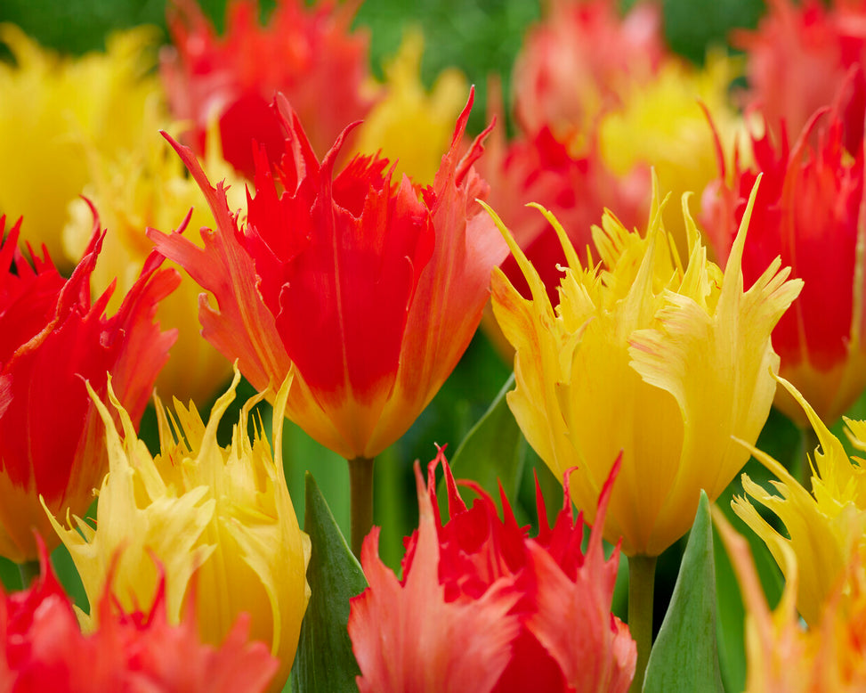 Tulip 'Robbedoes'